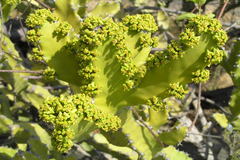 Euphorbia antiquorum